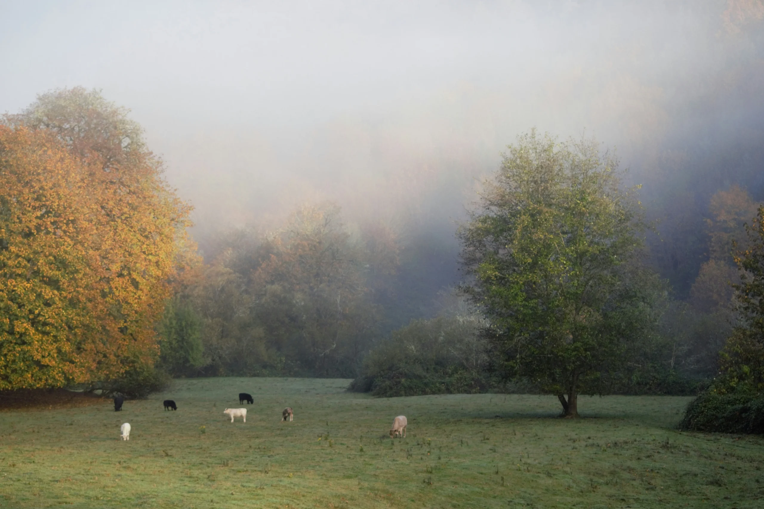 دراسة جدوى مزرعة صغيرة