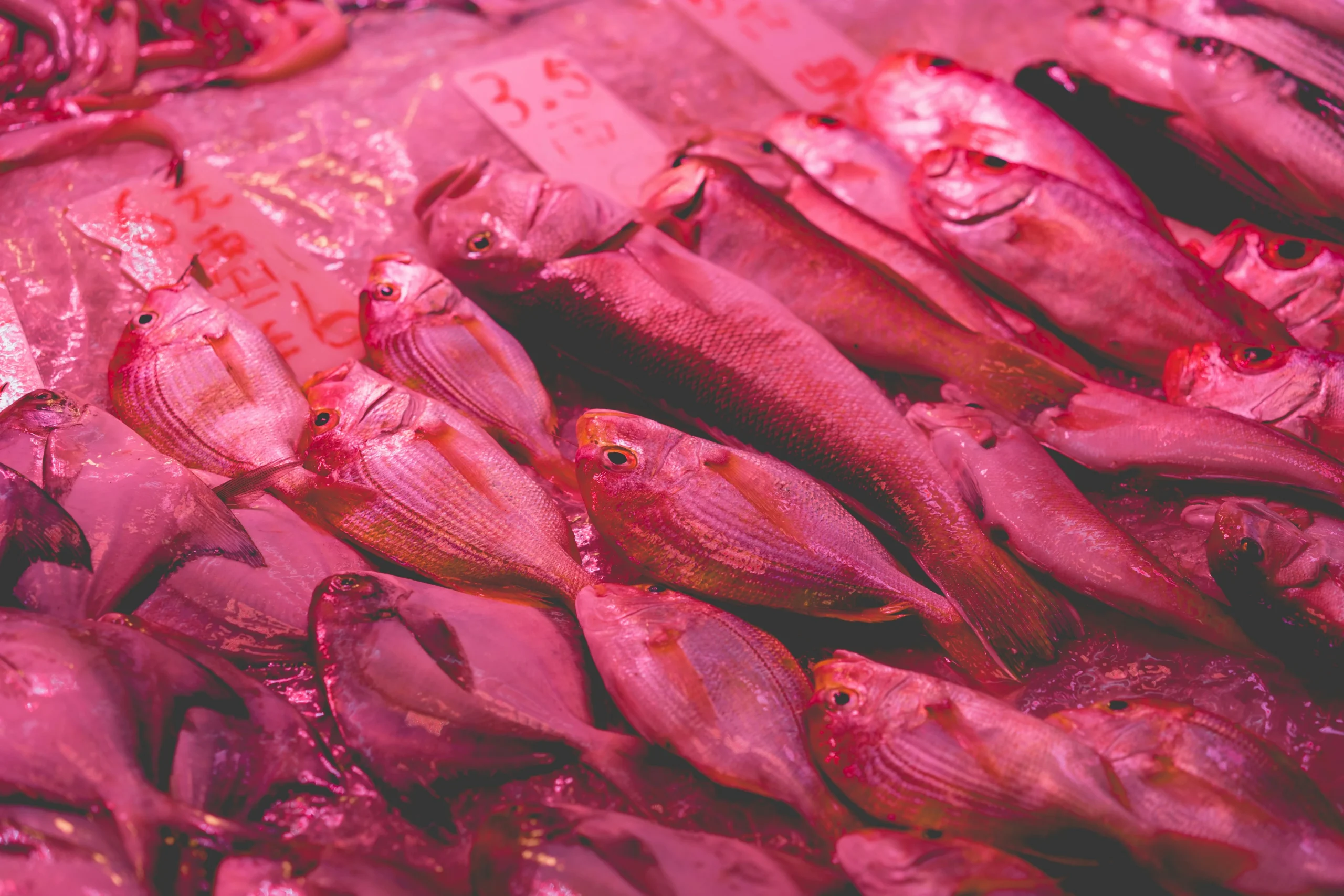 بيع الأسماك